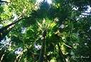 082Jungle ungeala.jpg